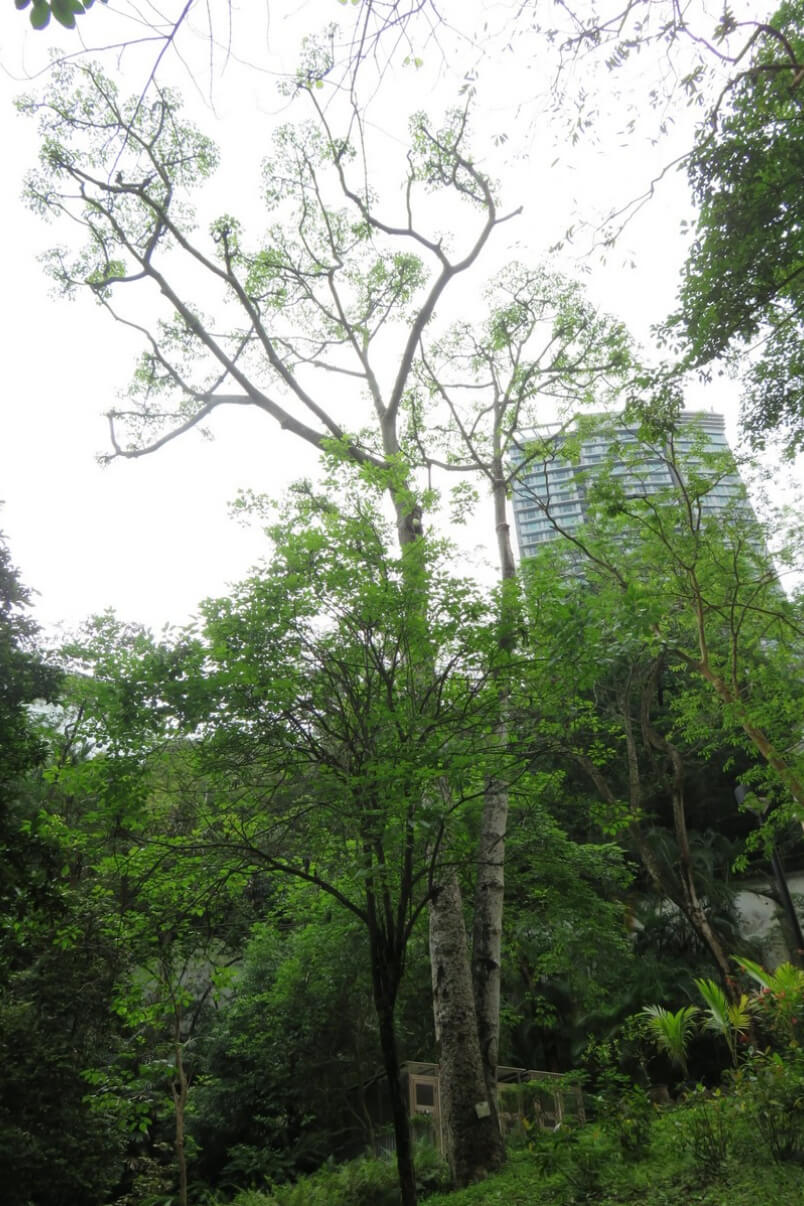 香港公園的木棉Bombax ceiba，古樹名木編號ARCHSD CW/40。