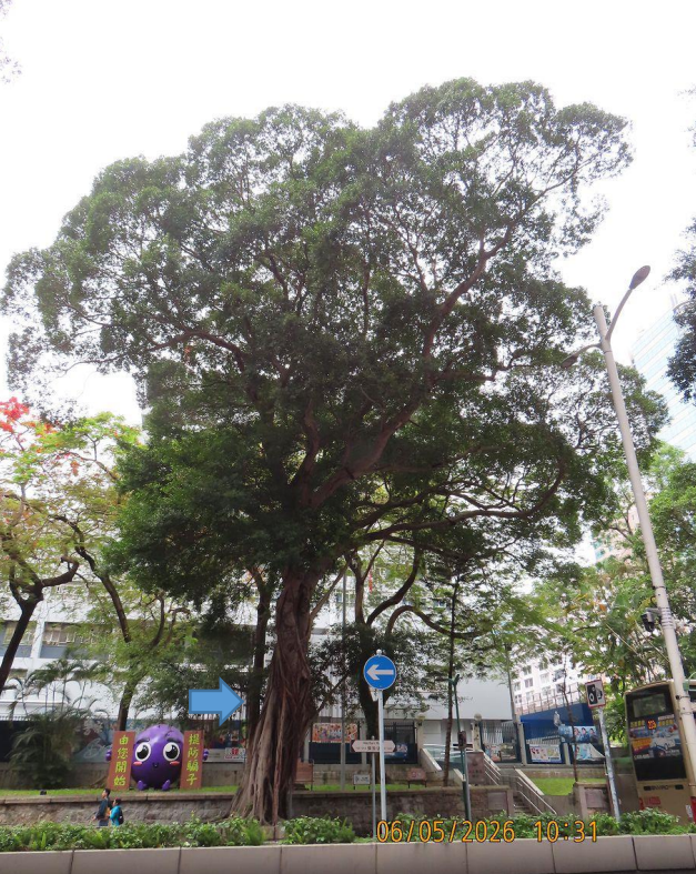 彌敦道花槽的細葉榕LCSD YTM/1，保留官方照片原有箭嘴和日期標示。
